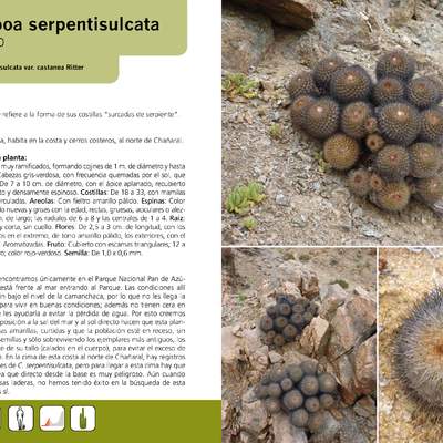 Copiapoa serpentisulcata