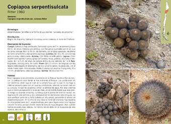 Copiapoa serpentisulcata