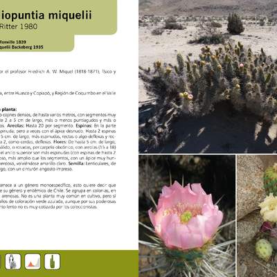 Miqueliopuntia miquelii