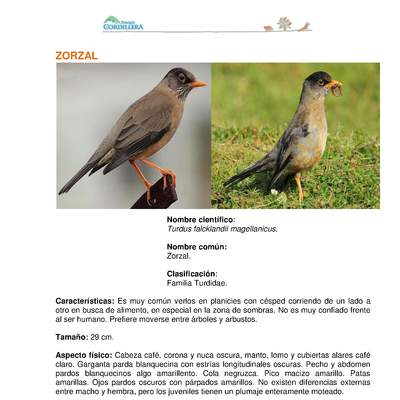 Turdus falcklandii magellanicus