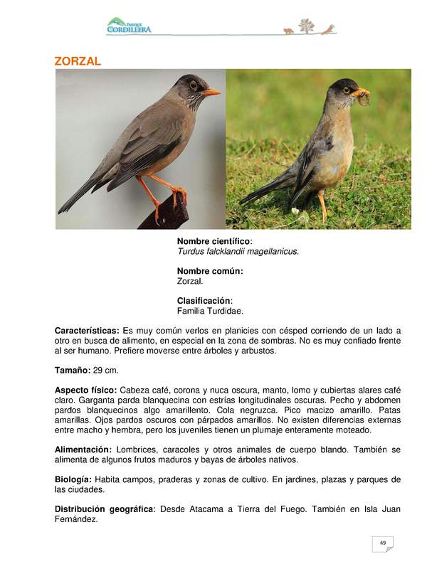 Turdus falcklandii magellanicus