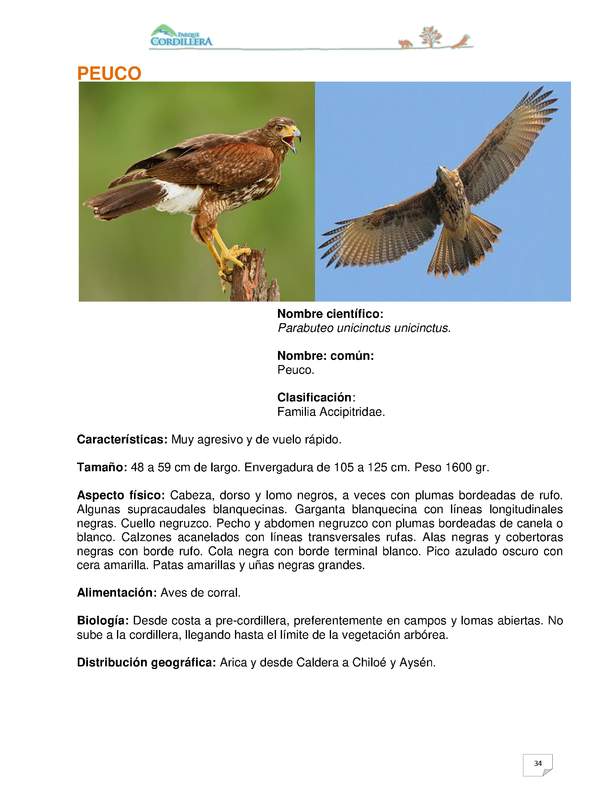 Parabuteo unicinctus unicinctus