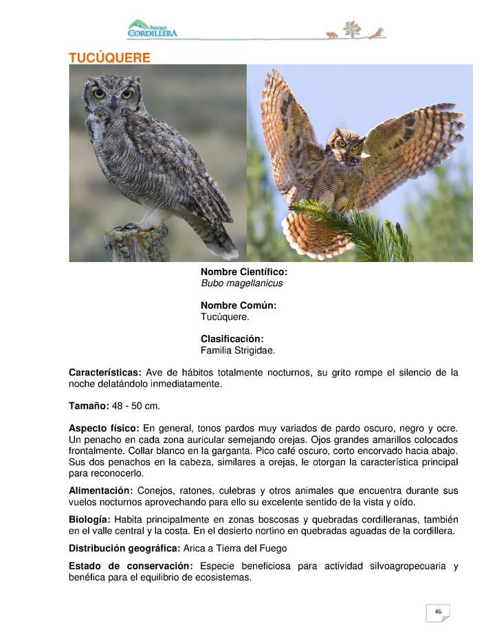 Bubo magellanicus