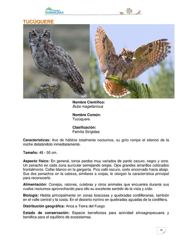 Bubo magellanicus