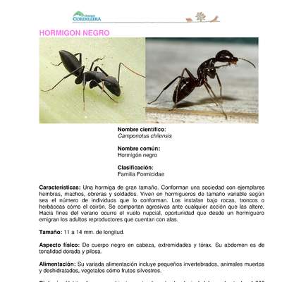 Camponotus chilensis