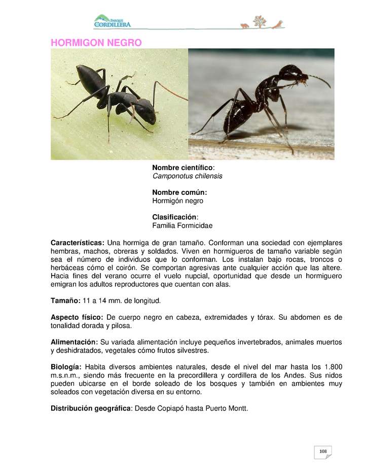 Camponotus chilensis