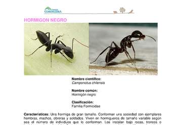 Camponotus chilensis