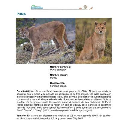 Puma concolor