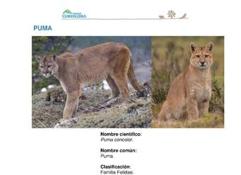 Puma concolor