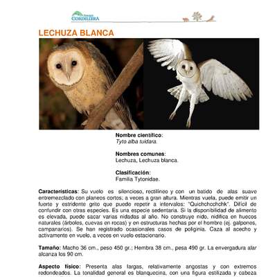 Tyto alba tuidara