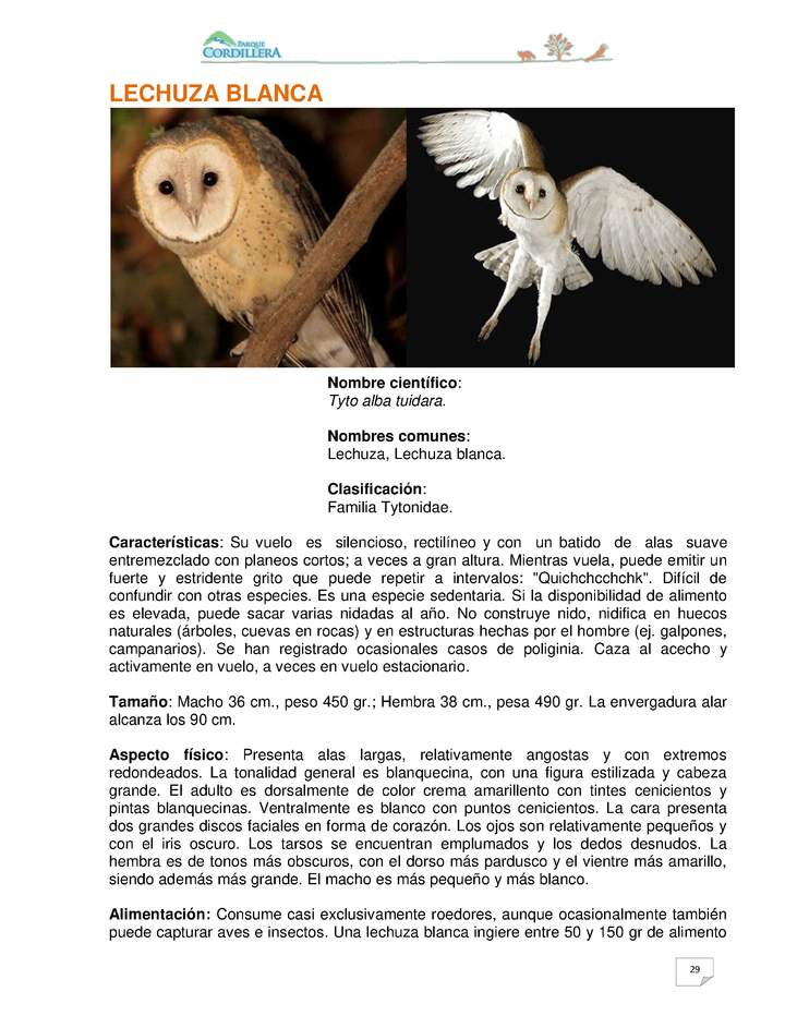 Tyto alba tuidara