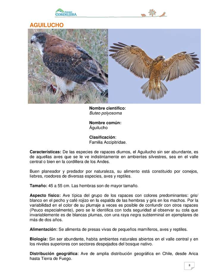 Buteo polyosoma