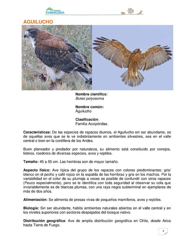 Buteo polyosoma