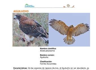 Buteo polyosoma