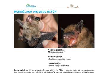 Myotis chiloensis