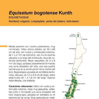 Equisetum bogotense