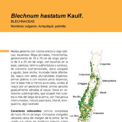 Blechnum hastatum