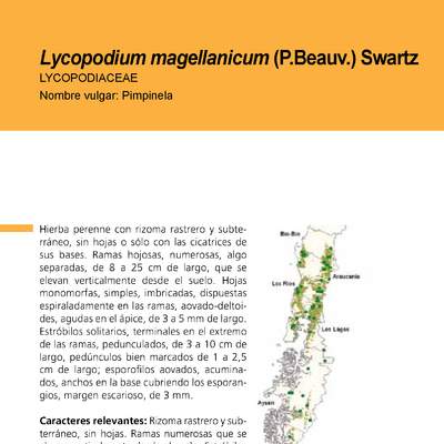 Lycopodium magellanicum