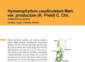 Hymenophyllum caudiculatum