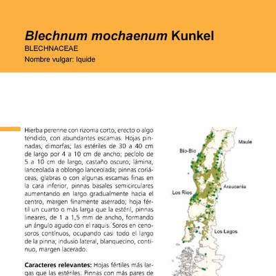 Blechnum mochaenum