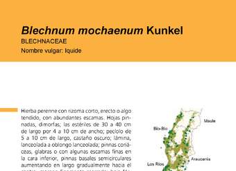 Blechnum mochaenum