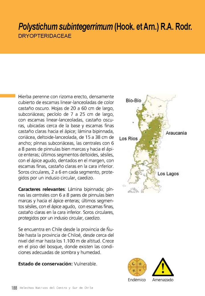 Helechos: Polystichum subintegerrimum