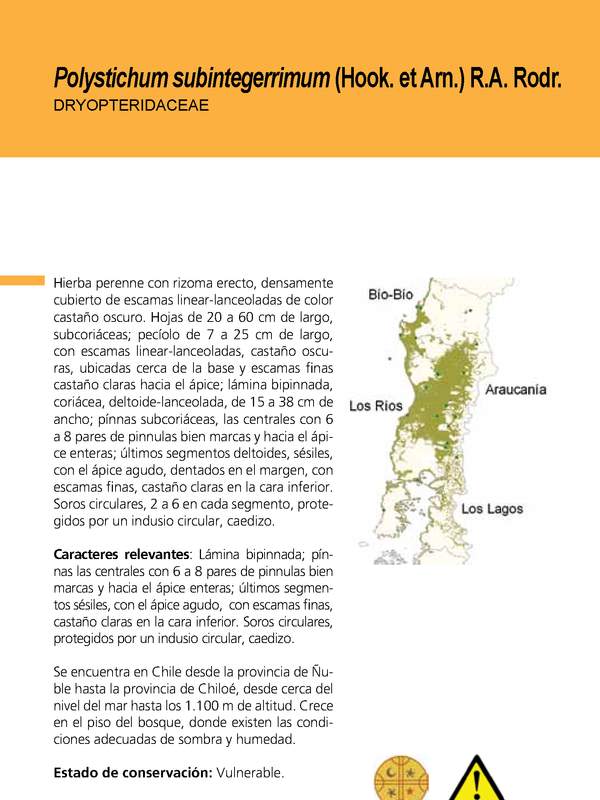 Helechos: Polystichum subintegerrimum