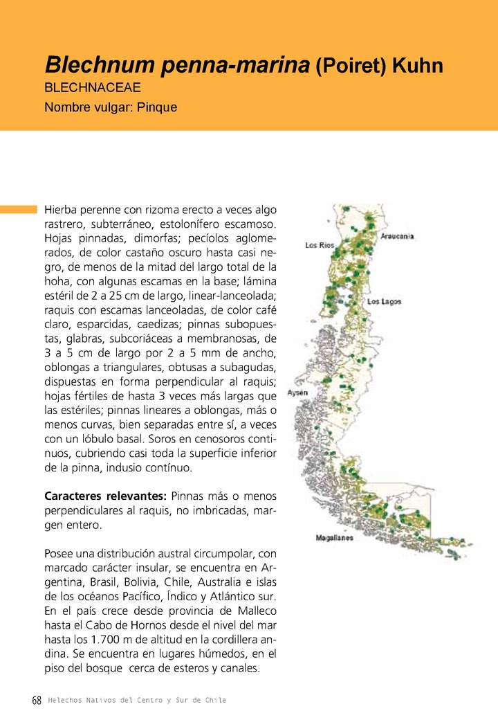 Blechnum penna-marina