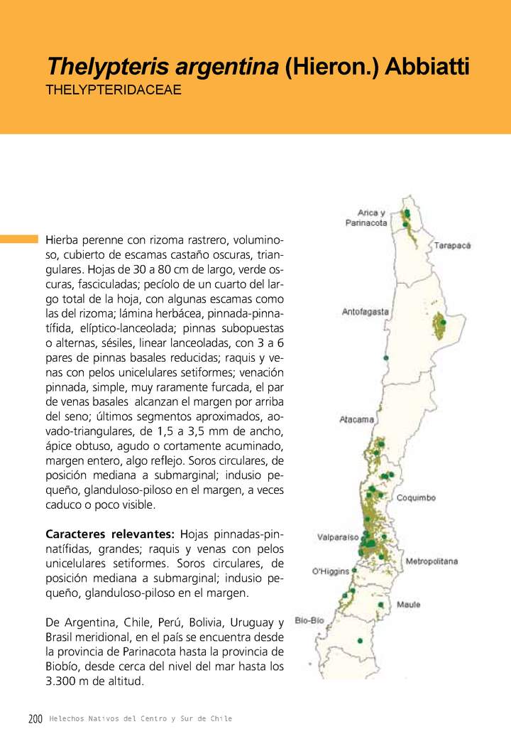 Thelypteris argentina