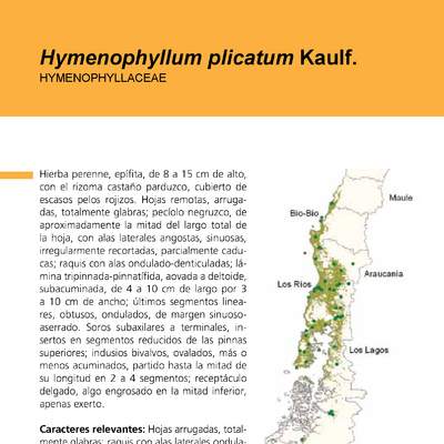 Hymenophyllum plicatum