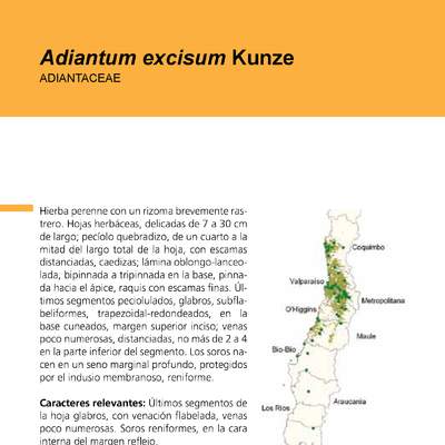 Adiantum excisum