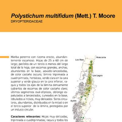 Polystichum multifidum