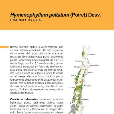 Hymenophyllum peltatum