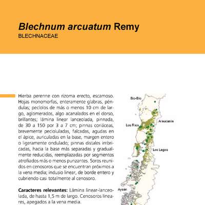 Blechnum arcuatum