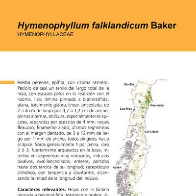 Hymenophyllum falklandicum