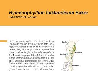 Hymenophyllum falklandicum