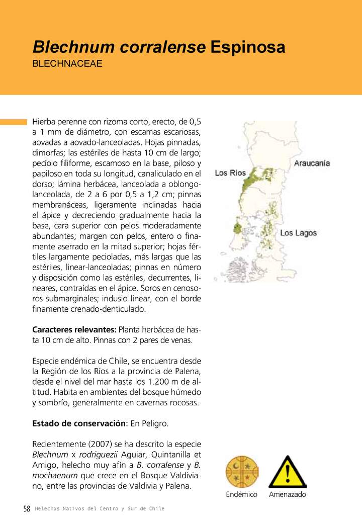 Blechnum corralense