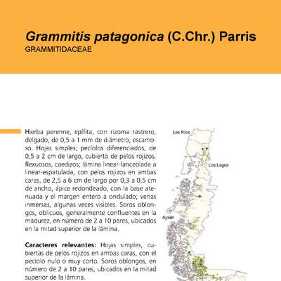 Grammitis patagonica