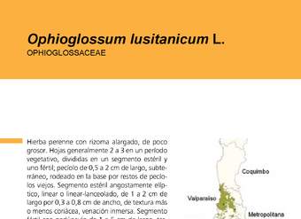 Ophioglossum lusitanicum