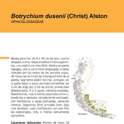 Helechos: Botrychium dusenii