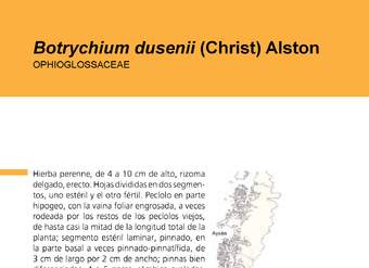 Helechos: Botrychium dusenii