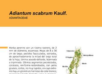 Adiantum scabrum