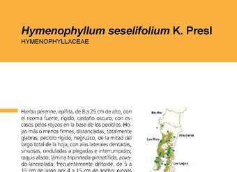 Hymenophyllum seselifolium