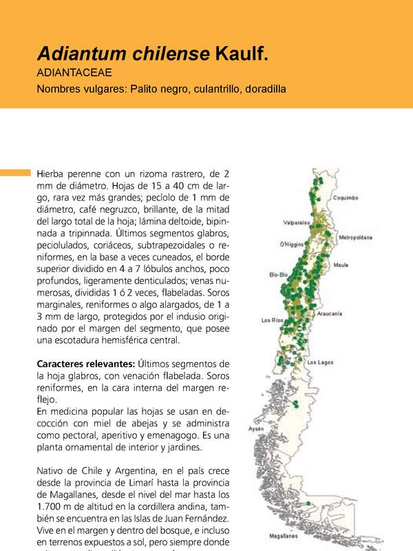 Adiantum chilense