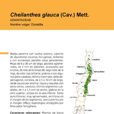 Cheilanthes glauca