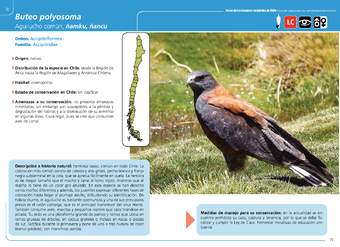 Buteo polyosoma