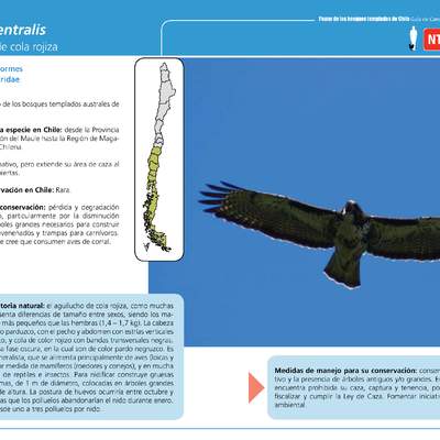 Buteo ventralis