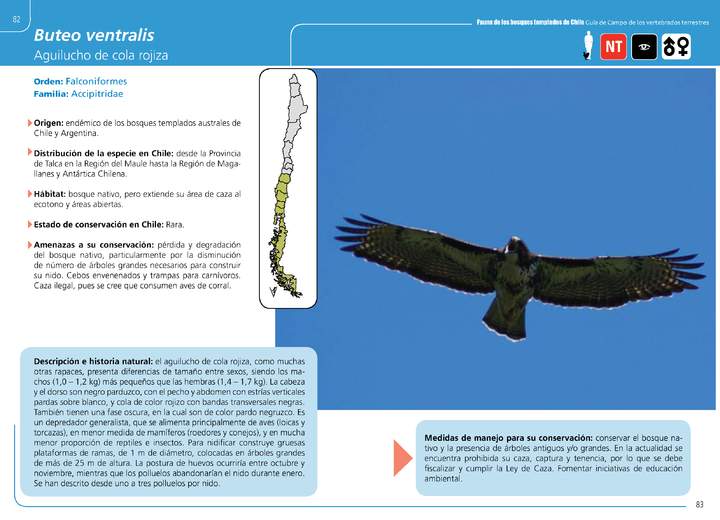 Buteo ventralis