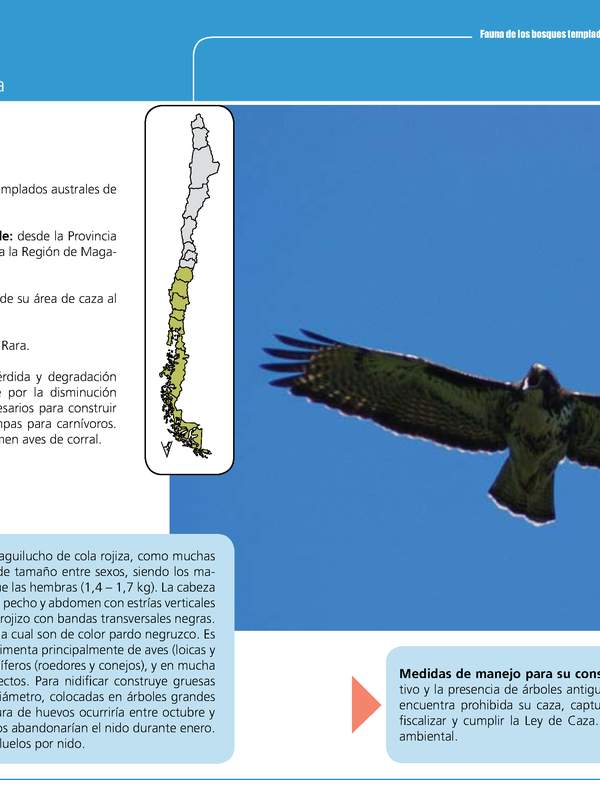 Buteo ventralis