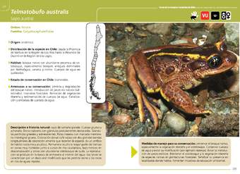 Telmatobufo australis